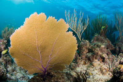 Bonaire