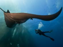http://www.nautilusexplorer.com/