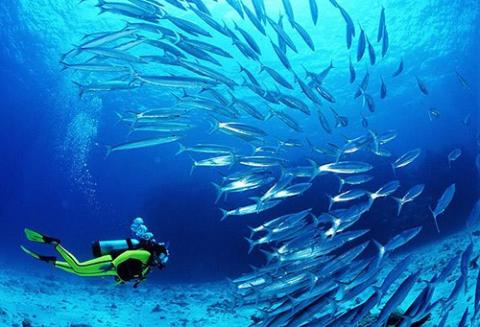 Scuba diving in Oman